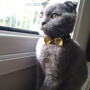 6 lı Fiyonklu Kedi Tasması